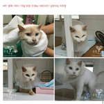 동물농장에 나온 고양이공장.. 그 지옥에서 구조된 고양이 7마리