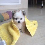 강아지<b>이름</b>좀추천해주세요!