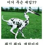 급<b>시긔</b>들아....