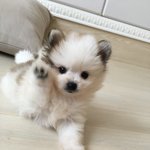 [강아지] 강아지 이름 좀 <b>정해</b>주세요~~~