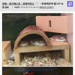 [방탈죄송] (펌) 귀여운 <b>햄스터</b> 사진을 본 일베 반응