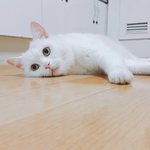 [귀짤아님] 귀짤로 버린 눈 <b>울</b><b>집</b> 냥이가 해결해준당