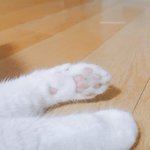 [귀짤아냣] 판녀들 우리집 냥이 보고 <b>가세</b>효