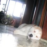 [허스키<b>심바</b>] <b>심바</b>의 견생요약