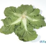 [EXO] ㅅㅂ 자꾸 동봄이랑 <b>봄동</b>이랑 헷갈림