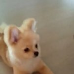 <b>이강아지</b> 종 뭐임 ㅠㅠ?
