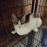 [고양이] (인천,서울,경기)얼음공주 <b>엘사</b>의 마음을 녹여줄 가족을...