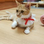 [고양이] <입양완료>(서울,인천,경기)예스! 노!가 분명해서 사랑스러운...