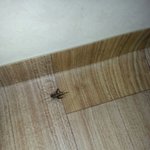 [EXO] 혐주의/이거 무슨 <b>벌레</b>?귀뚜라미?