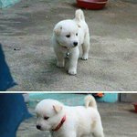[드루와] 앞머리 내리고 싶은데ㅜㅜ