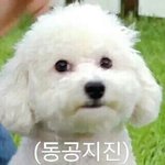 [VIVI] 비비야 너 <b>중성화</b>했니