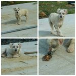 [강아지] <b>쥐약</b>을 놔 죽인다던 아이들