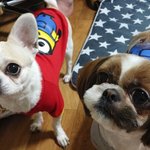 [강아지] 귀여운 악마견(?) 시<b>츄</b> 쭈쭈에여!