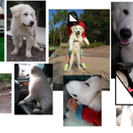 [아오억울해] 유기견보호소<b>탓</b>일까,<b>내</b><b>탓</b>일까 여러분생각은요?