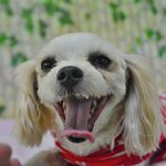 [강아지] 행복한 에너지를 뿜어내는 은돌이의 가족이 되어주세요.