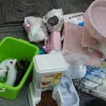 <b>폭염</b>속에서 쓰레기 버리듯이 무참히 길바닥에 버려지고 있는 아기냥이들...