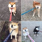 [댓글부탁해] 바견이 <b>졸</b><b>귀</b>ㅋㅋㅋㅋㅋㅋㅋㅋㅋㅋ