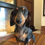 [닥스훈트] 반갑습니다~<b>닥스</b> 친구들