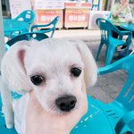 노원구 에서 잃어버린 <b>흰색</b> 말티즈 찾습니다..