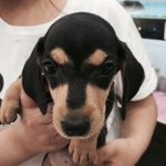 [닥스훈트] 닥스훈트 박덕구를 소개합니다1