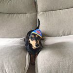 [닥스훈트] 닥스훈트 박덕구를 소개합니다2