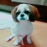 [시<b>츄</b>사랑] 난 엄마가 너~무좋아