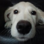 [내사랑졸리] <b>크림색</b> 골든리트리버 졸리의 동네마실 이야기2