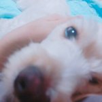 울 강쥐 애교봨ㅋㅋㅋ