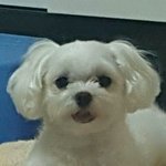 ㅋㅋㅋㅋㅋㅋㅋ우리집 멍뭉이 사진보고가삼