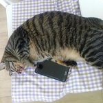 [고양이] 227일째 육아육묘