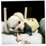 [<b>실종</b>신고] 부평구 갈산2동, 말티즈 남아, <b>실종</b>되었습니다. 한번씩만...