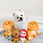 [강아지] 웃는강아지 두부에욯ㅎㅎ