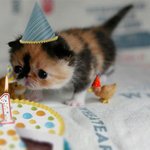 <b>집사</b>에게 생일상 대접받는 냥이들