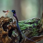 <b>어미새</b>의 지극한 자식사랑 ㅠㅠ