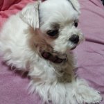 [도와주세요] 말티즈 <b>여아</b> 예삐좀 찾게 도와주세요.(예삐찾았습니다...