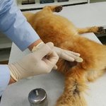 [도와주세요] 교통사고의 <b>아픔</b>을 또다시 이겨내야 하는 아더