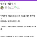 강아지를  도와주세요