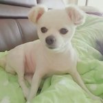 [강아지] 조정석 닮았개+