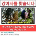[도와주세요] 부산 <b>하단</b> 강아지 분실했어요ㅜㅜ