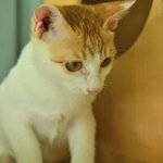 [고양이] [유기묘분양] 노란<b>무늬</b>가 예쁜 3개월 냥이의 가족이 되어주세요...