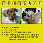 [강아지실종] 갈색푸들 보신분 제보좀 부탁드려요