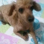 [강아지] 갈색 푸들 보신분 제보좀 부탁드려요