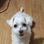 [강아지] 오늘 오후에 아가 묻으러가요+추가