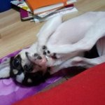 [강아지] <b>내사</b>랑 쵸보기_방에서 장난치기편(카페중복주의)