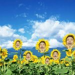 [세븐틴] 성수네 꽃밭(<b>ft</b>.석민규)