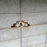 와 디바제시키<b>유영</b>철편봤는데 개소름