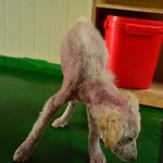 [도와주세요] [구조소식] 피부병이 가득한 몸으로 폐가에 목이 묶인채...