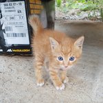 새끼냥이 <b>분양</b>해가실분