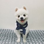 [강아지] 미용한 포메<b>두부</b> ㅎㅎ