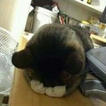 <b>광대뼈</b> 줄이는법 아시는분?ㅠ
